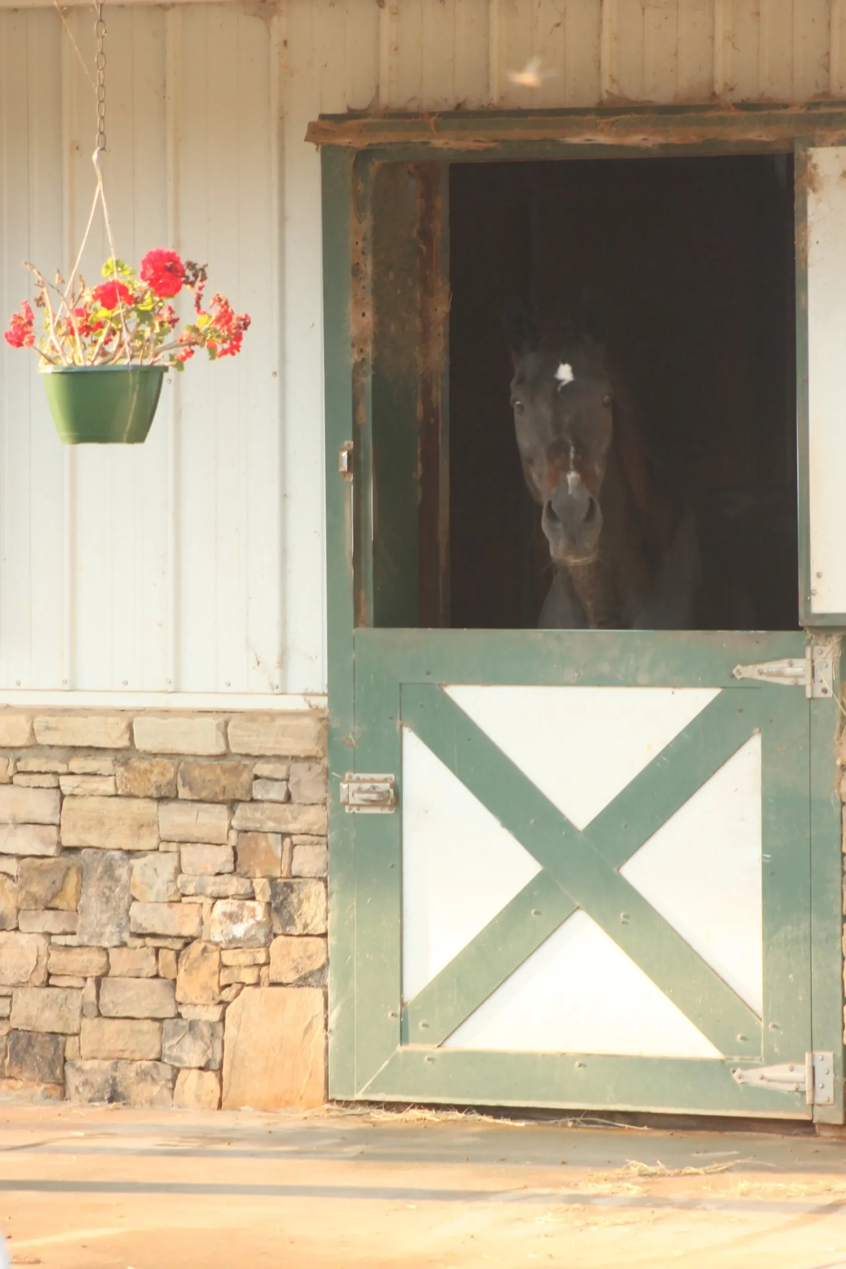 https://www.marigoldstables.com/wp-content/uploads/2025/10/hm-feature-2-scaled.webp