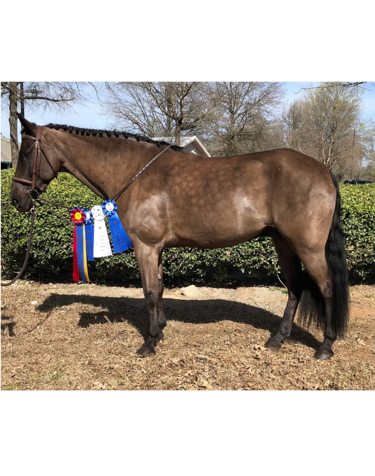 https://www.marigoldstables.com/wp-content/uploads/2026/05/IMG_8936.jpg