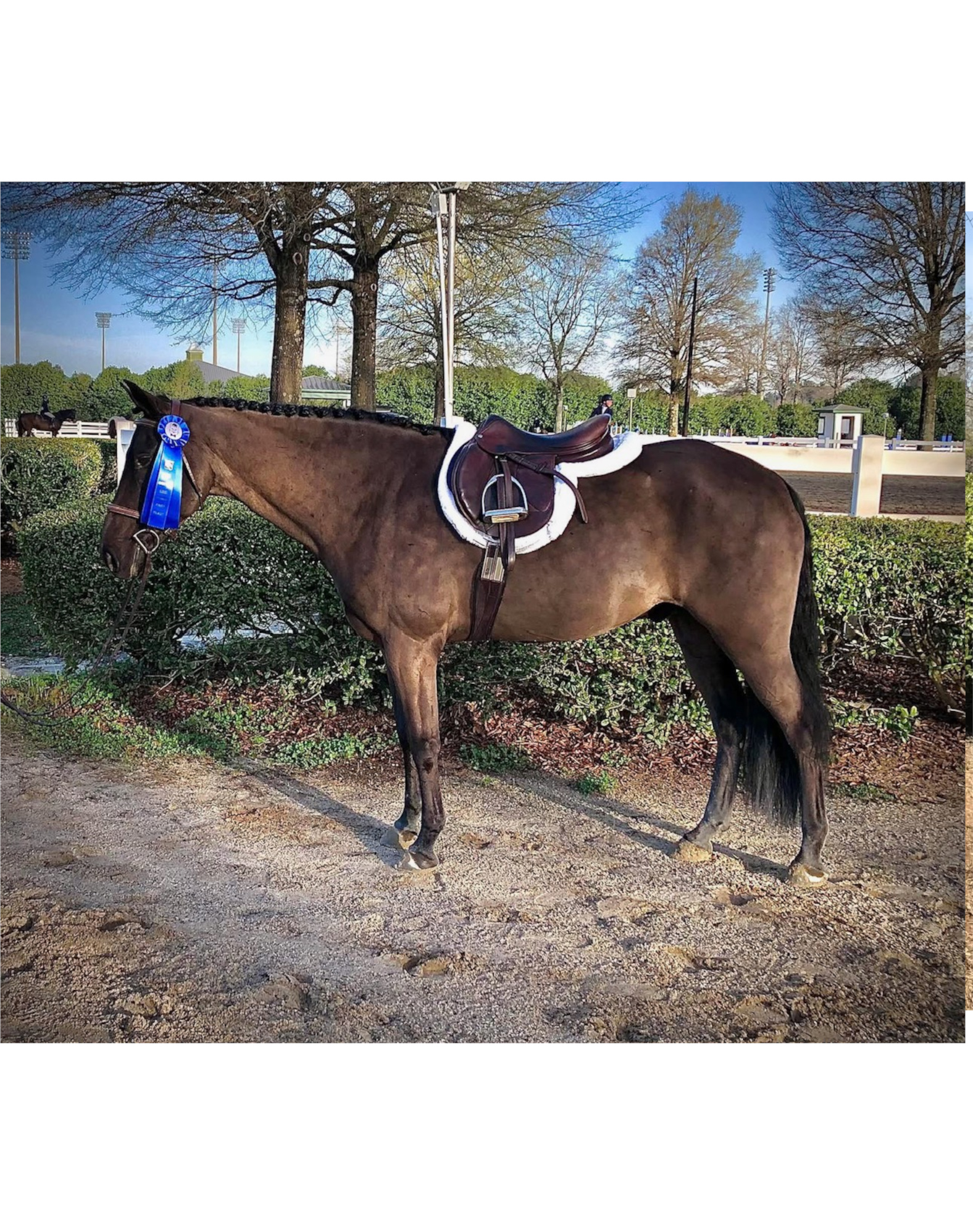 https://www.marigoldstables.com/wp-content/uploads/2026/05/IMG_9559-1.jpg