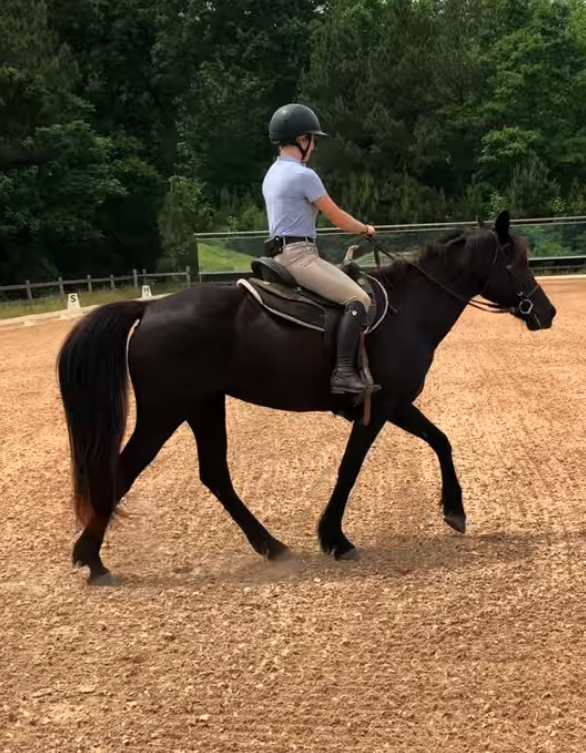 https://www.marigoldstables.com/wp-content/uploads/2026/05/Screenshot-2026-05-21-at-10.31.01-AM.png