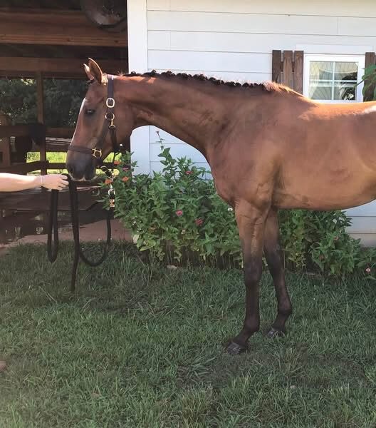 https://www.marigoldstables.com/wp-content/uploads/2026/07/image0-e1784579687142.jpeg
